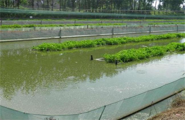 水產(chǎn)消泡劑為什么是養(yǎng)殖戶的心頭好